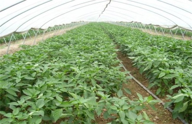 蔬菜蹲苗注意些什么