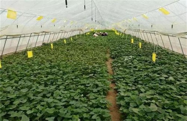 蔬菜蹲苗注意些什么