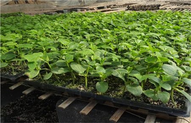 丝瓜定植后的管理