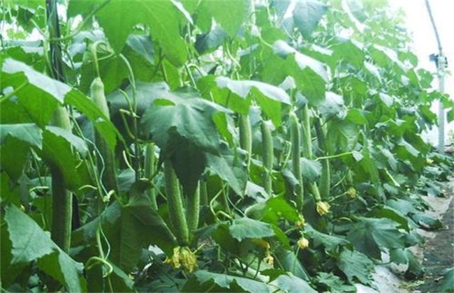 丝瓜定植后的管理