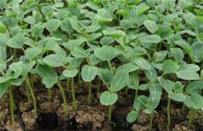 丝瓜早春育苗技术