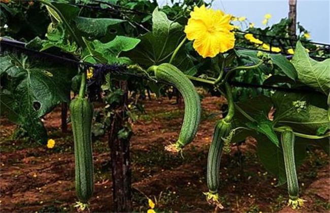 丝瓜早春育苗技术