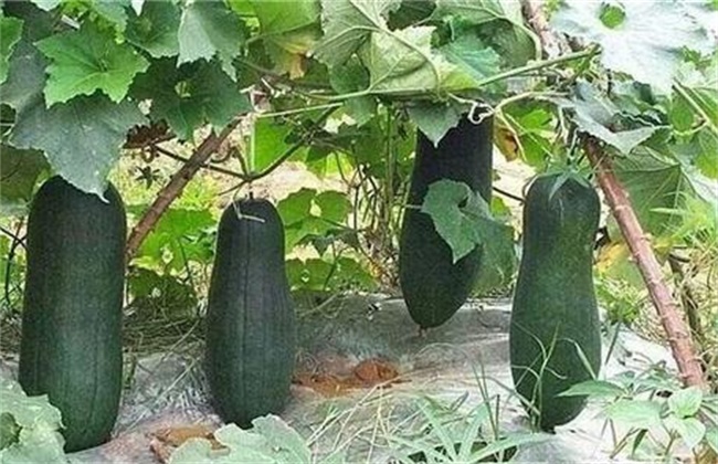 冬瓜高产施肥技术