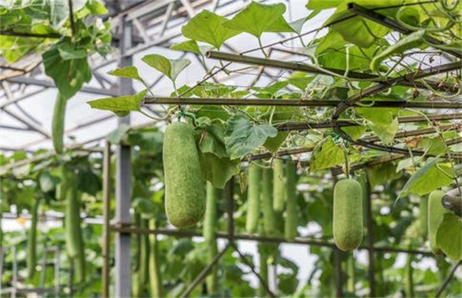 冬瓜高产施肥技术