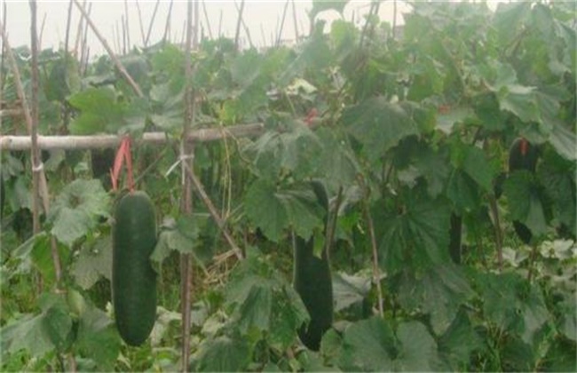 冬瓜高产施肥技术