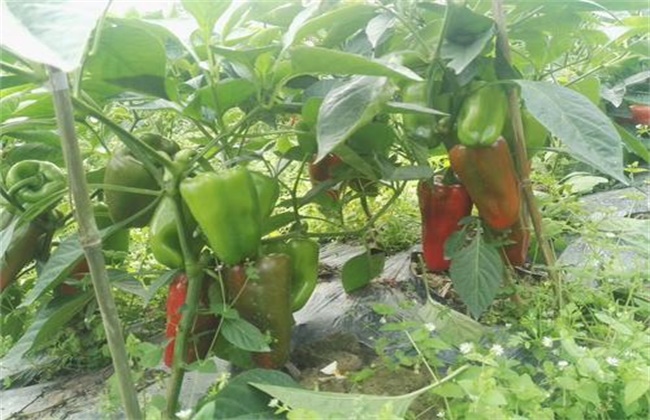 甜椒种植怎么冲肥