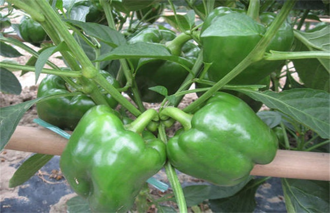 甜椒种植怎么冲肥