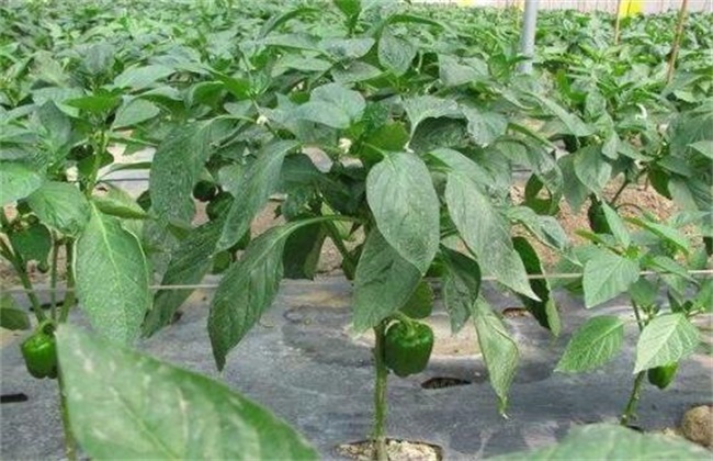甜椒水肥管理要点