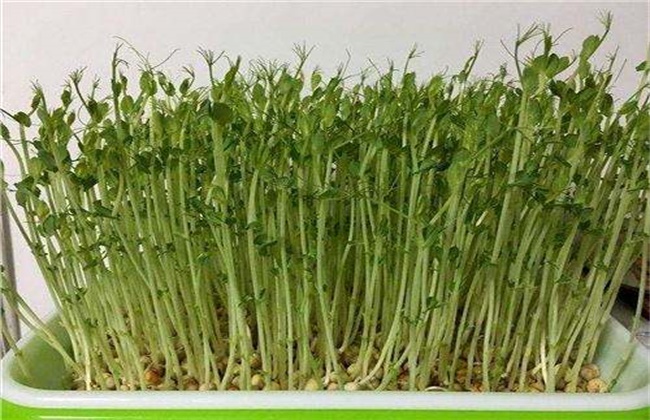 菜豌豆死苗原因及预防措施
