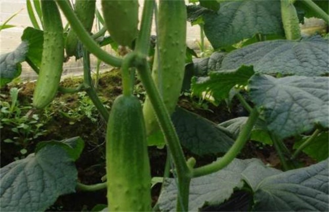 黄瓜连续阴天管理模式