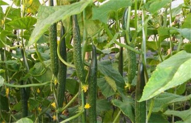 黄瓜连续阴天管理模式