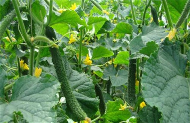 黄瓜连续结瓜的种植技巧
