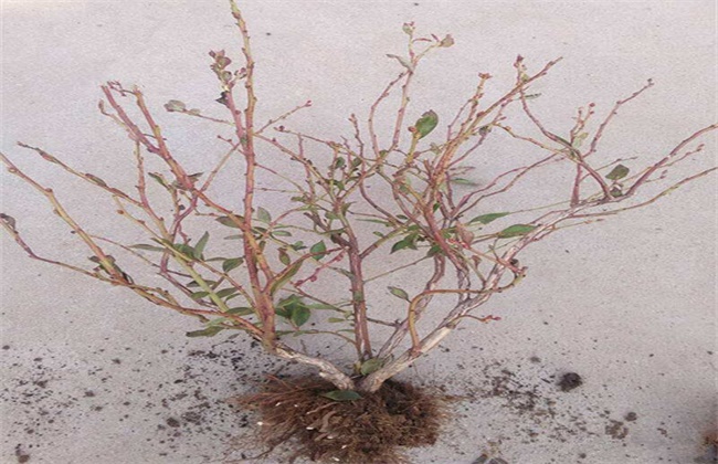 果树不相同季节的栽培要点