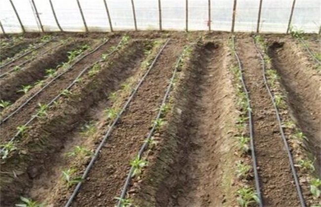 番茄滴灌施肥技术