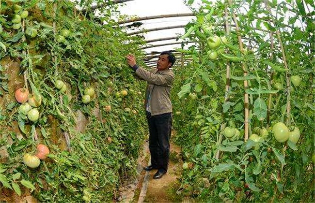 蔬菜整枝打杈注意些什么