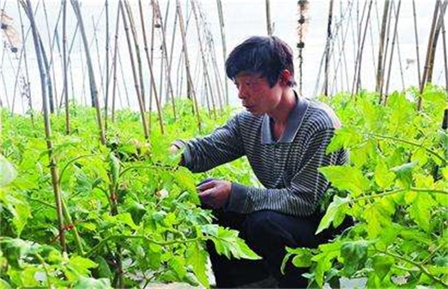 蔬菜整枝打杈注意些什么