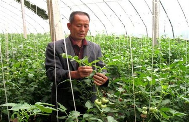 蔬菜整枝打杈注意些什么