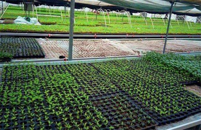 热天蔬菜育苗注意些什么