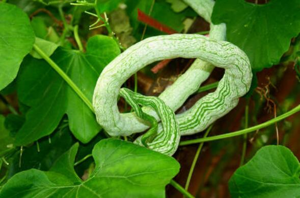 蛇瓜有什么功效和作用 蛇瓜的禁忌