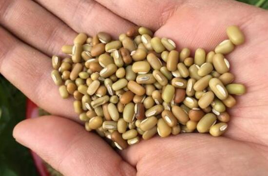 巴山豆有什么功效和作用 巴山豆的药用价值