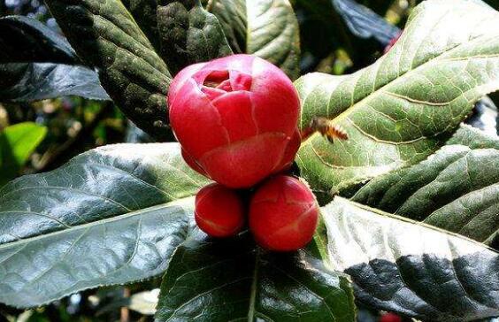 抱茎茶花如何养殖 抱茎茶花的养殖方法