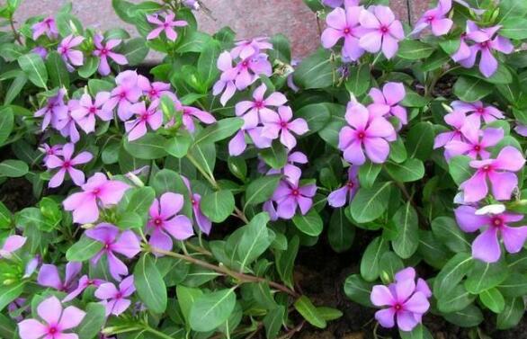 长春花有什么功效和作用 长春花的的药用价值