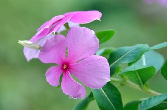 长春花有什么功效和作用 长春花的的药用价值