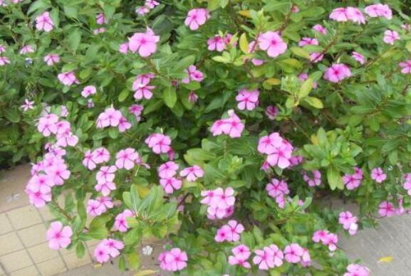 长春花怎么吃 长春花可以泡水吗