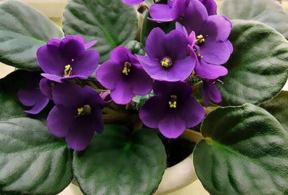 紫罗兰花的养殖方法和注意事项