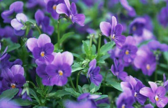 紫罗兰花的养殖方法和注意事项