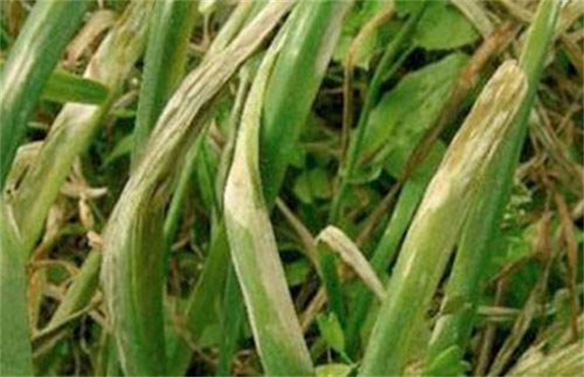 韭菜烂叶原因及防治方法