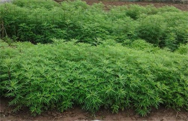 藜蒿的种植技术