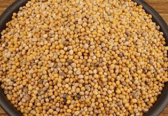 白芥子有什么功效和作用 白芥子的副作用和禁忌 白芥子的功效与作用