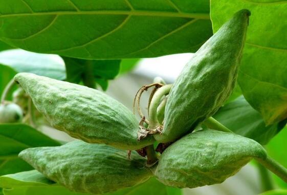 牛角瓜怎么吃 牛角瓜的食用方法