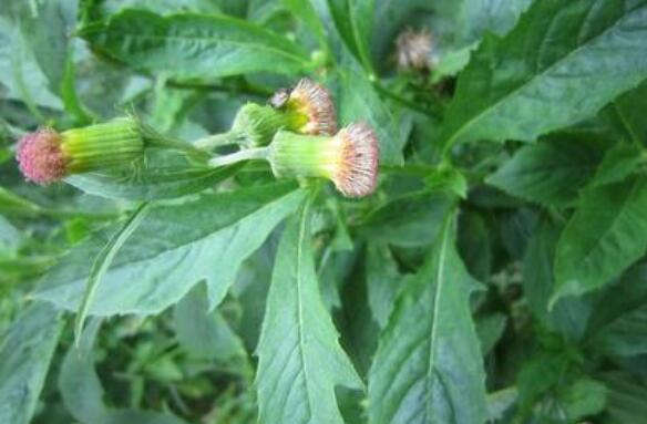 野茼蒿菜的药用价值和副作用