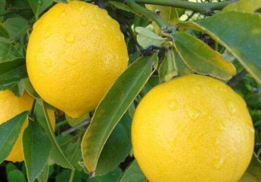 香柠檬和柠檬有什么区别 柠檬有什么功效和作用