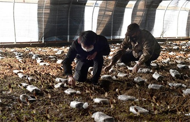 白灵菇生长对环境的要求
