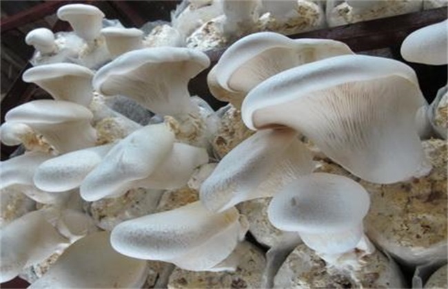 白灵菇的栽培技术