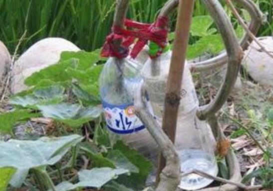 丝瓜藤水有什么功效和作用 丝瓜藤水的用法