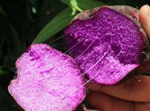 紫大薯有什么功效和作用 吃紫大薯的好处有哪些