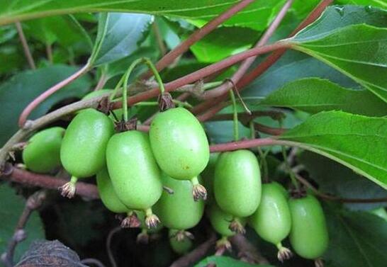 藤枣有什么功效和作用 吃藤枣的好处