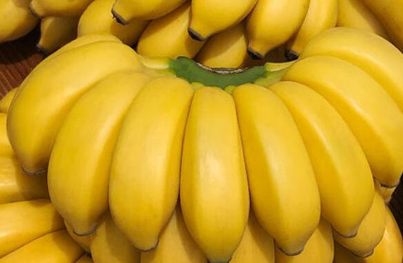 木香蕉有什么功效和作用以及药用价值