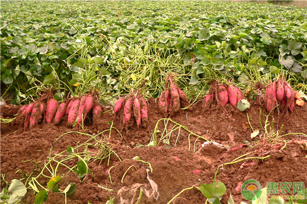 红薯的生长习性和环境限定