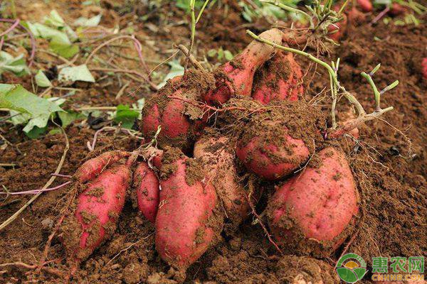 红薯的虫害有哪些？应该怎么样防治？