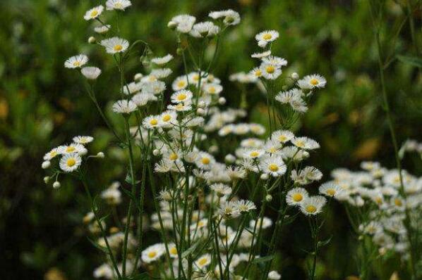 大飞蓬和小飞蓬有什么区别 飞蓬草有什么功效和作用