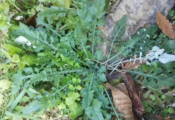 石灰草有什么功效和作用 石灰草有什么功效和作用