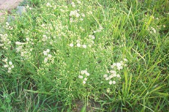 大飞蓬和小飞蓬有什么区别 飞蓬草有什么功效和作用