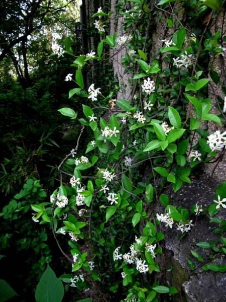 这些花卉做成花墙，简直一定不要太美，夏天还能够隔热乘凉