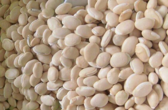 洋扁豆有什么功效和作用以及禁忌