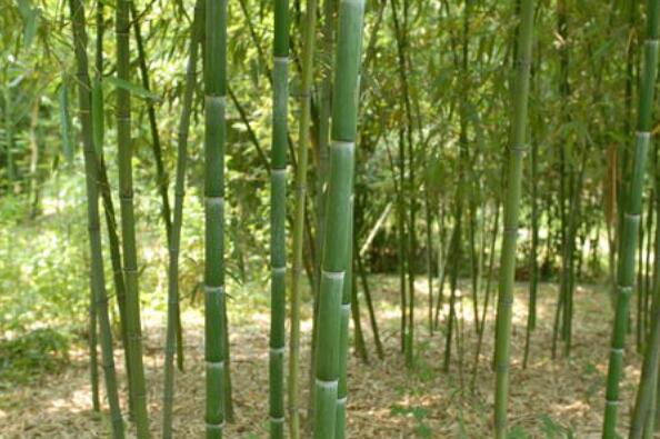 竹米有什么功效和作用